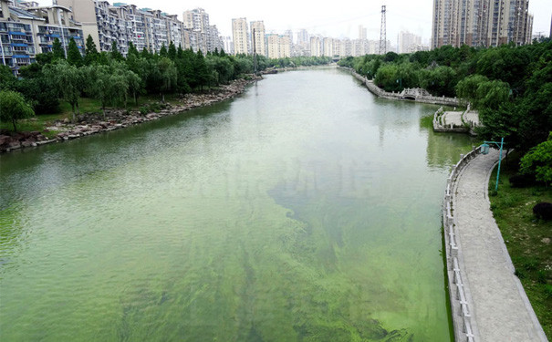 城市河道景观水已经受到污染 城市河道景观水已经受到污染