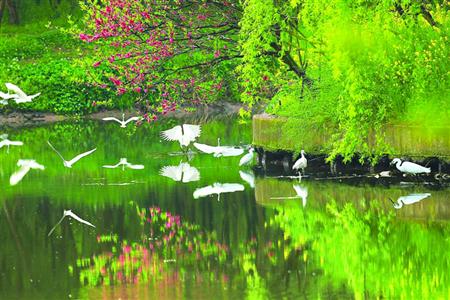 浦东河道整治大半年：岸清水绿?白鹭归来
