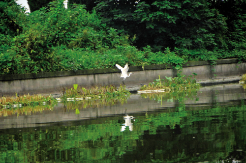 海宁许村建水上绿色&ldquo;生态浮岛&rdquo;