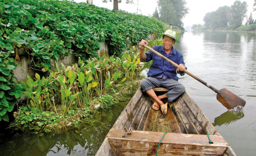 海宁许村建水上绿色&ldquo;生态浮岛&rdquo;
