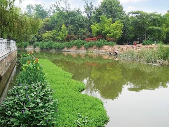 新时代新作为新气象后浜的蜕变：从臭水沟到*美小河，欧保生态浮岛