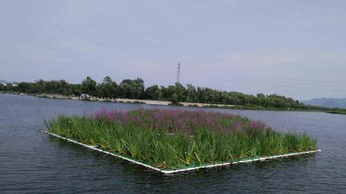 黑臭水体不再 水清岸绿相伴 欧保生态浮岛