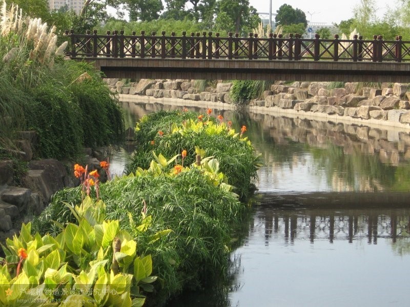 蔡家岗街道&ldquo;四个专&rdquo;强化整治河道生态环境