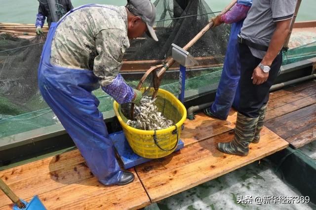 太湖里的这群鱼可吞吃蓝藻5千吨,并成功培育出“夏花” 太湖里的这群鱼可吞吃蓝藻5千吨,并成功培育出“夏花”