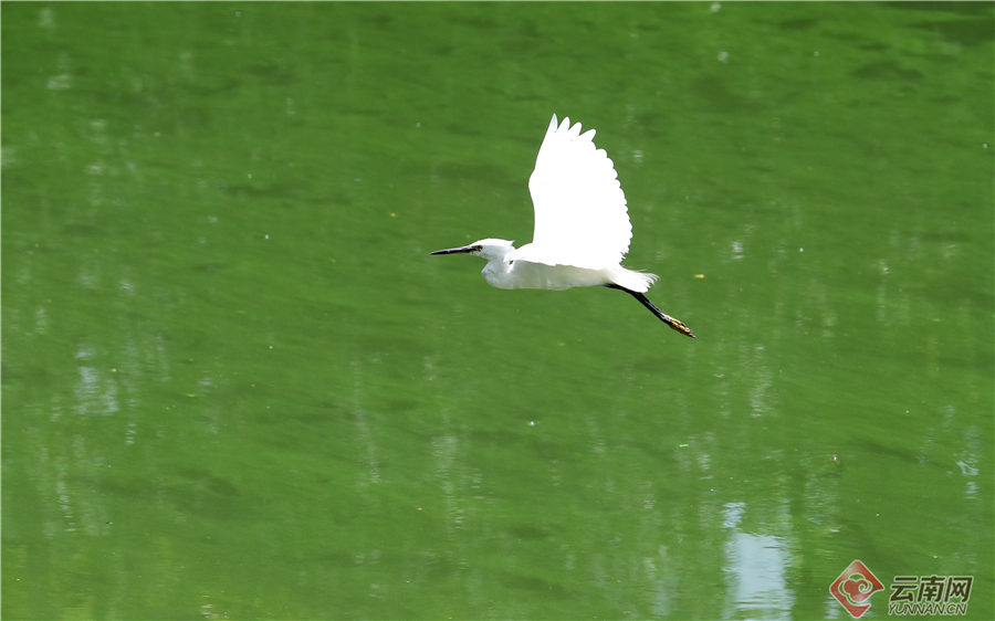 昆明大观河道出现蓝藻水华富集 市民希望及时开展除藻作业