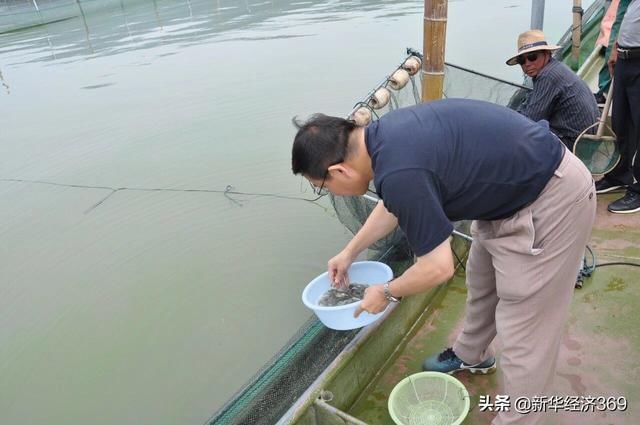 太湖里的这群鱼可吞吃蓝藻5千吨,并成功培育出“夏花” 太湖里的这群鱼可吞吃蓝藻5千吨,并成功培育出“夏花”