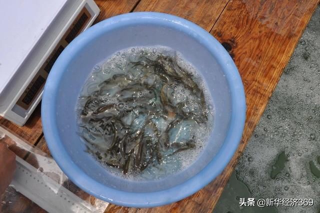 太湖里的这群鱼可吞吃蓝藻5千吨,并成功培育出“夏花” 太湖里的这群鱼可吞吃蓝藻5千吨,并成功培育出“夏花”