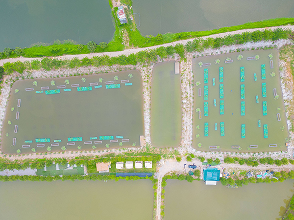 三池两坝，养殖尾水，可再生滤坝