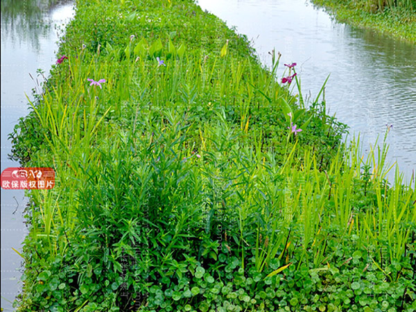 可再生滤坝技术用于改进型三池两坝工艺治理养殖尾水